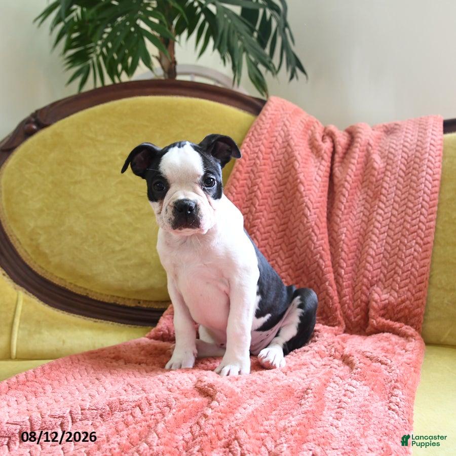 Boston Terrier dogs Vera - Ad 1
