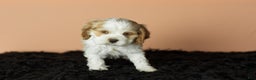 Cocker Spaniel dogs for sale: Cleo - Ad 3