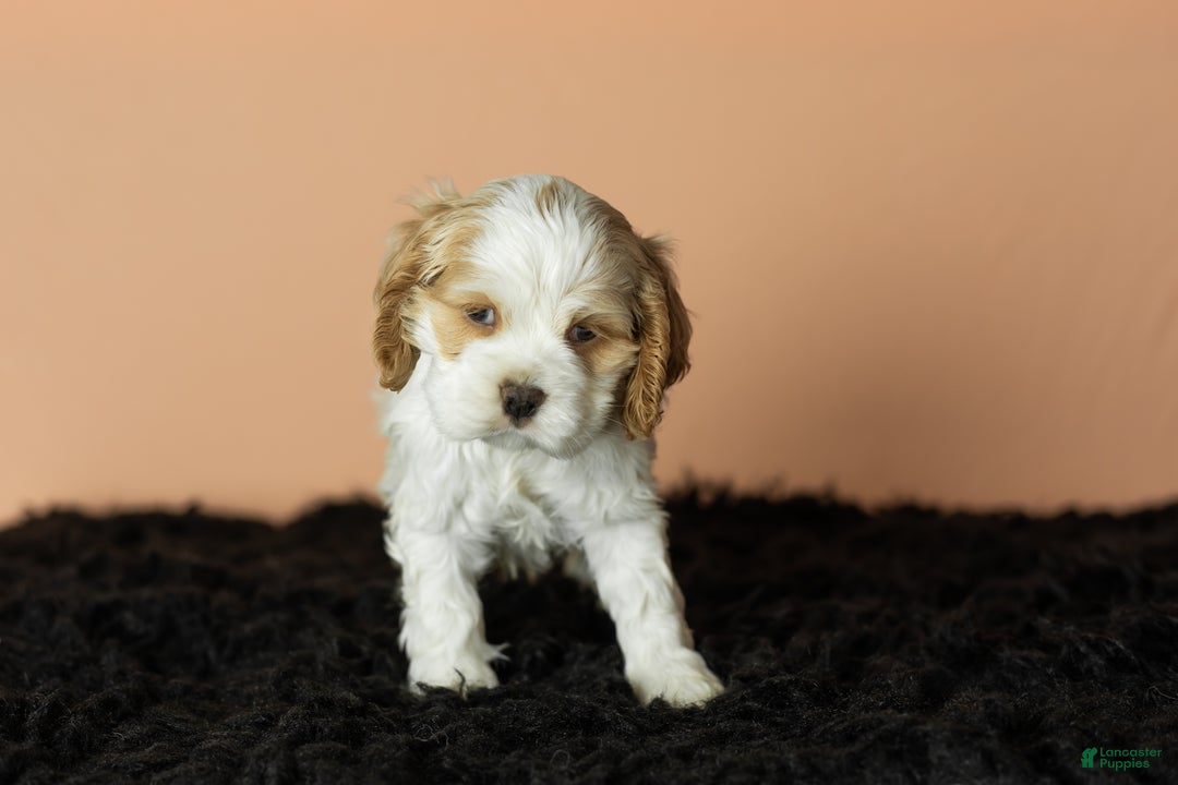 Cocker Spaniel dogs for sale: Cleo - Ad 3