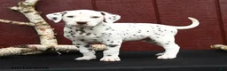 Dalmatian dogs for sale: Jaguar - Ad 3