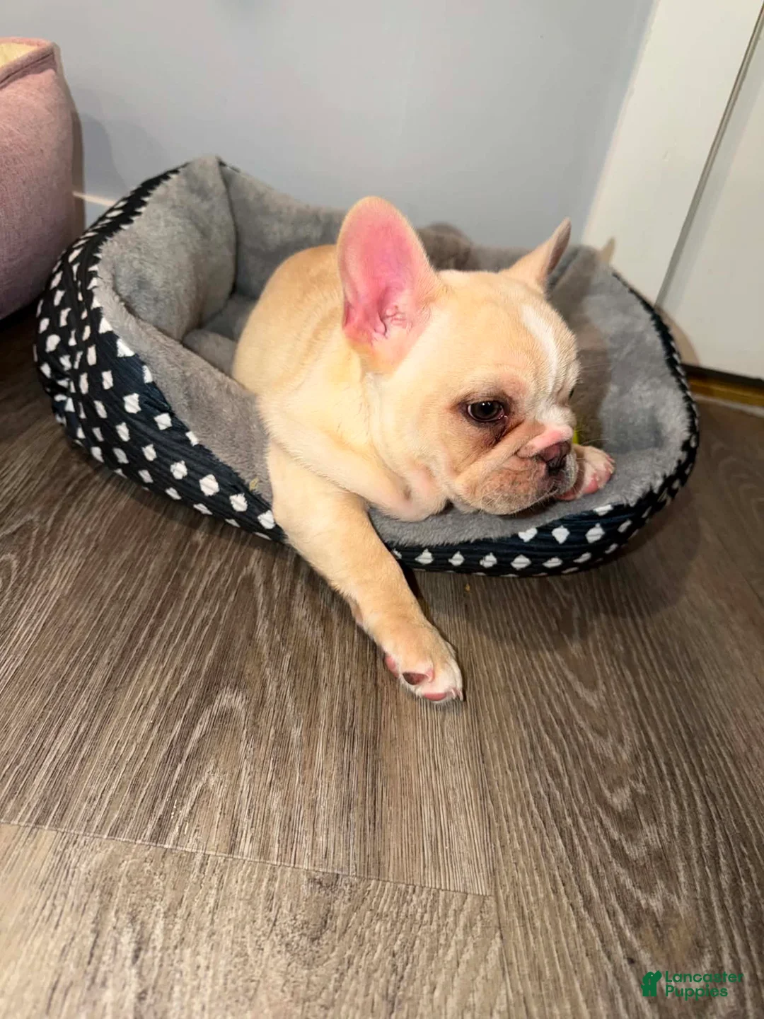 French Bulldog dogs for sale: French Bulldog 1 - Ad 2