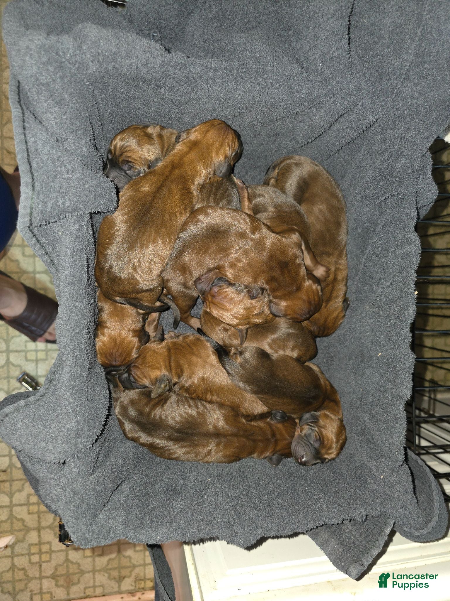 Redbone Coonhound dogs Redbone Coonhound 10 - Ad 2