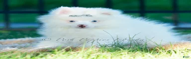 Marshmallow
