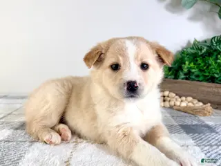 Mixed Breed dogs Sugar - Ad 26