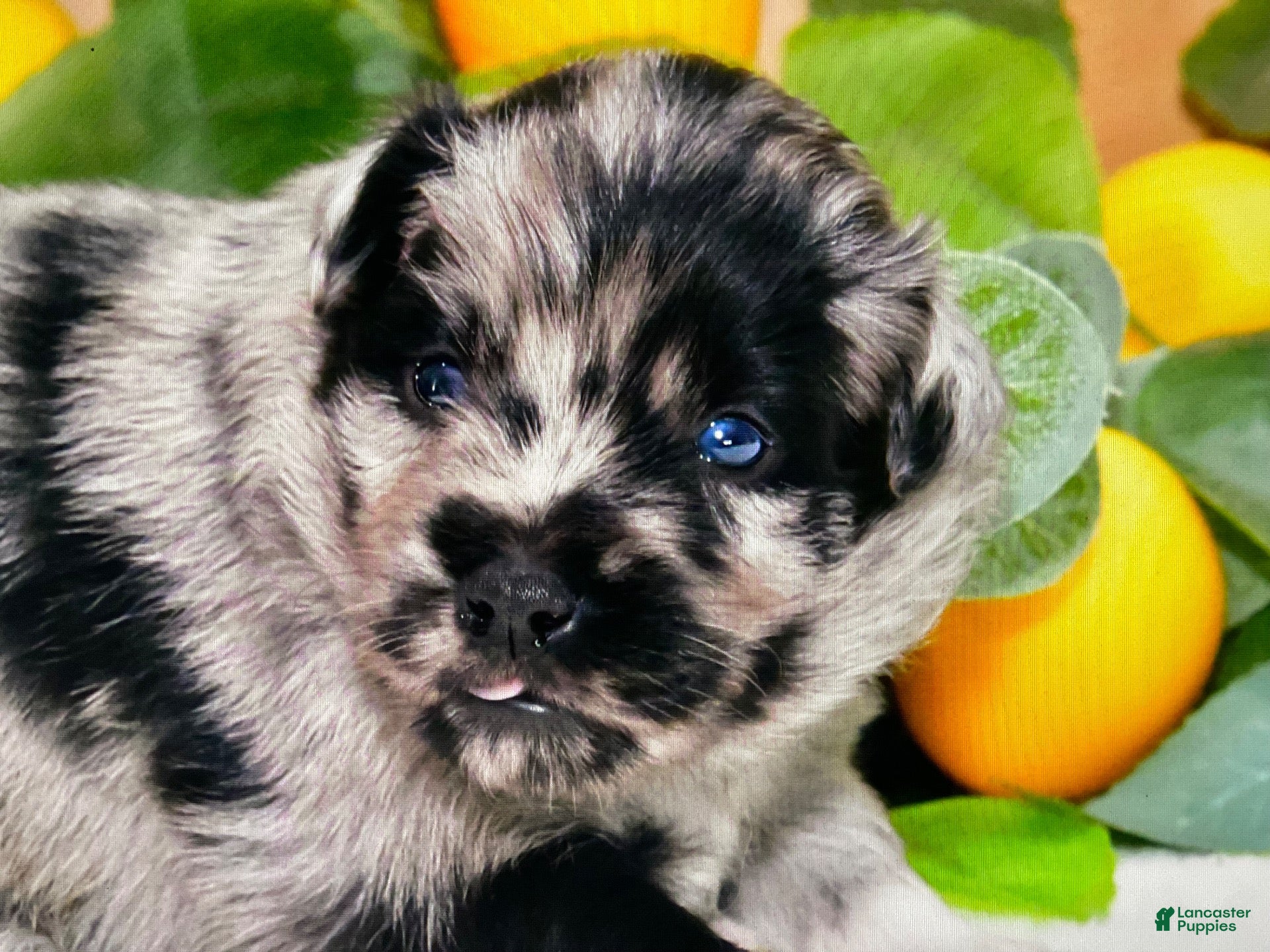 Australian Shepherd dogs Sloan - Ad 2