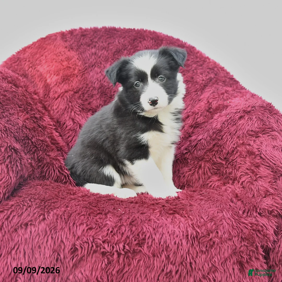 Border Collie dogs for sale: Nala - Ad 1
