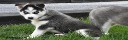 Siberian Husky dogs for sale: Gabby - Ad 3