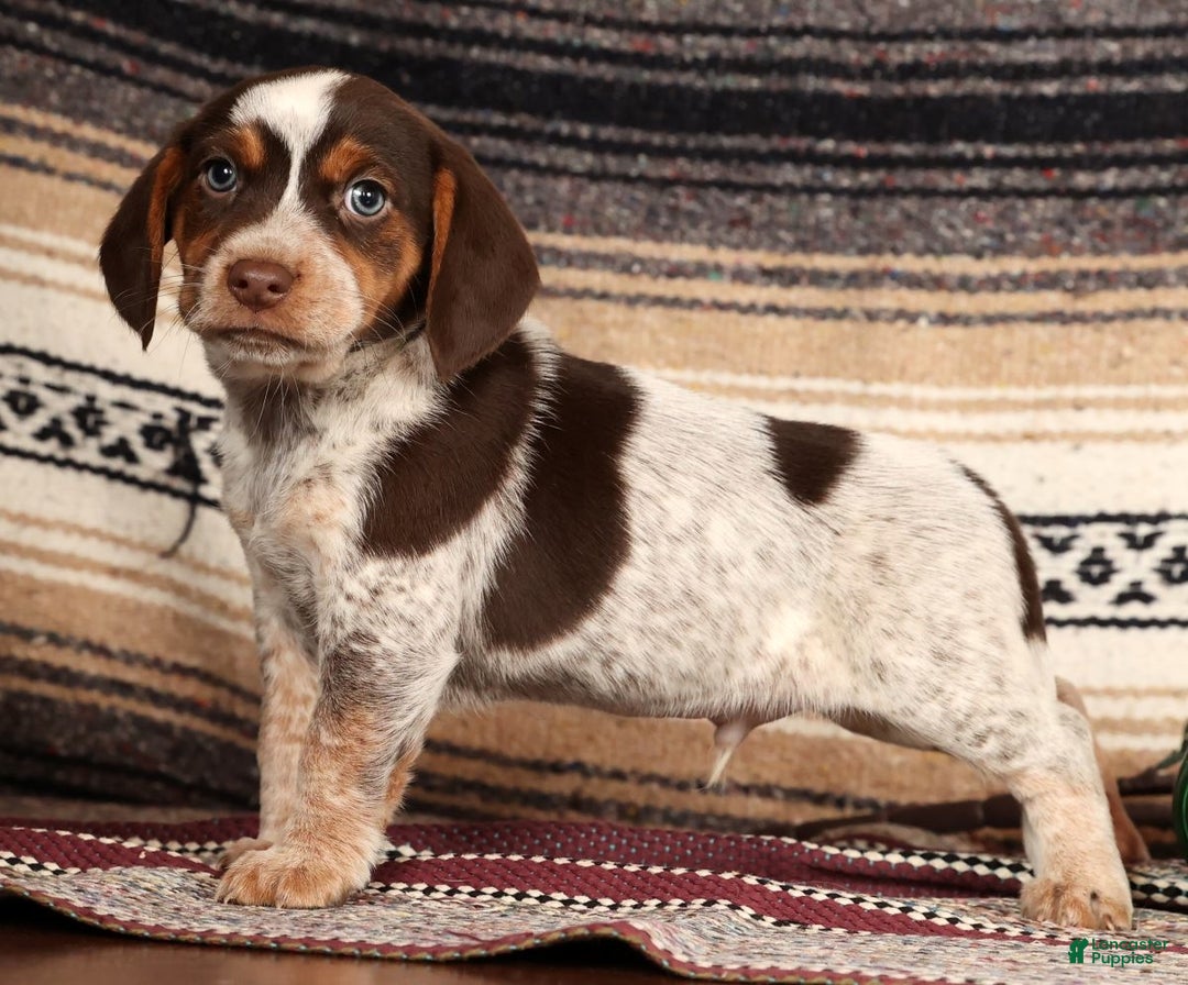 Beagle dogs for sale: Cupid - Ad 5