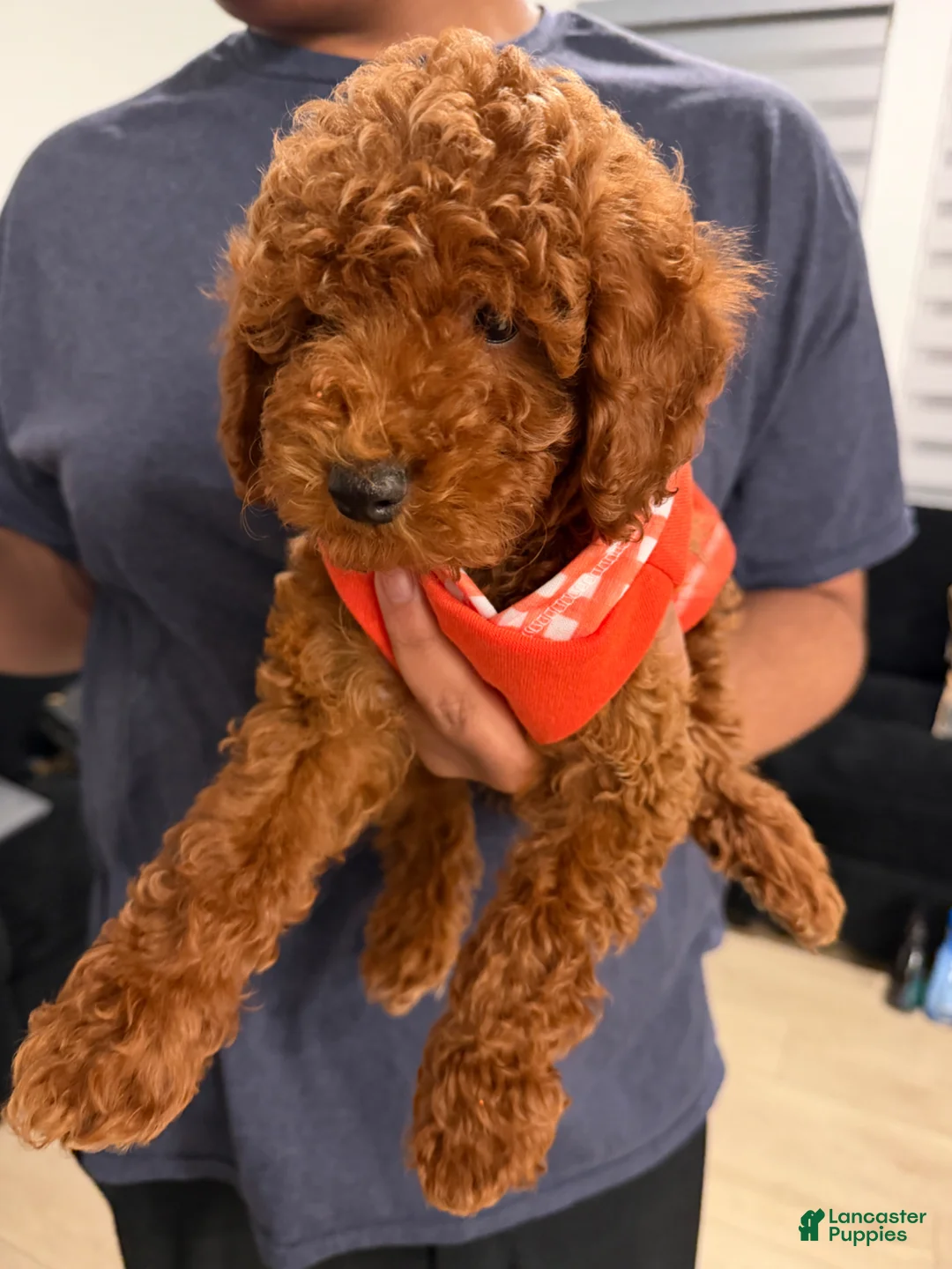 Toy Poodle dogs for sale: Toy Poodle Puppy 1 - Ad 2
