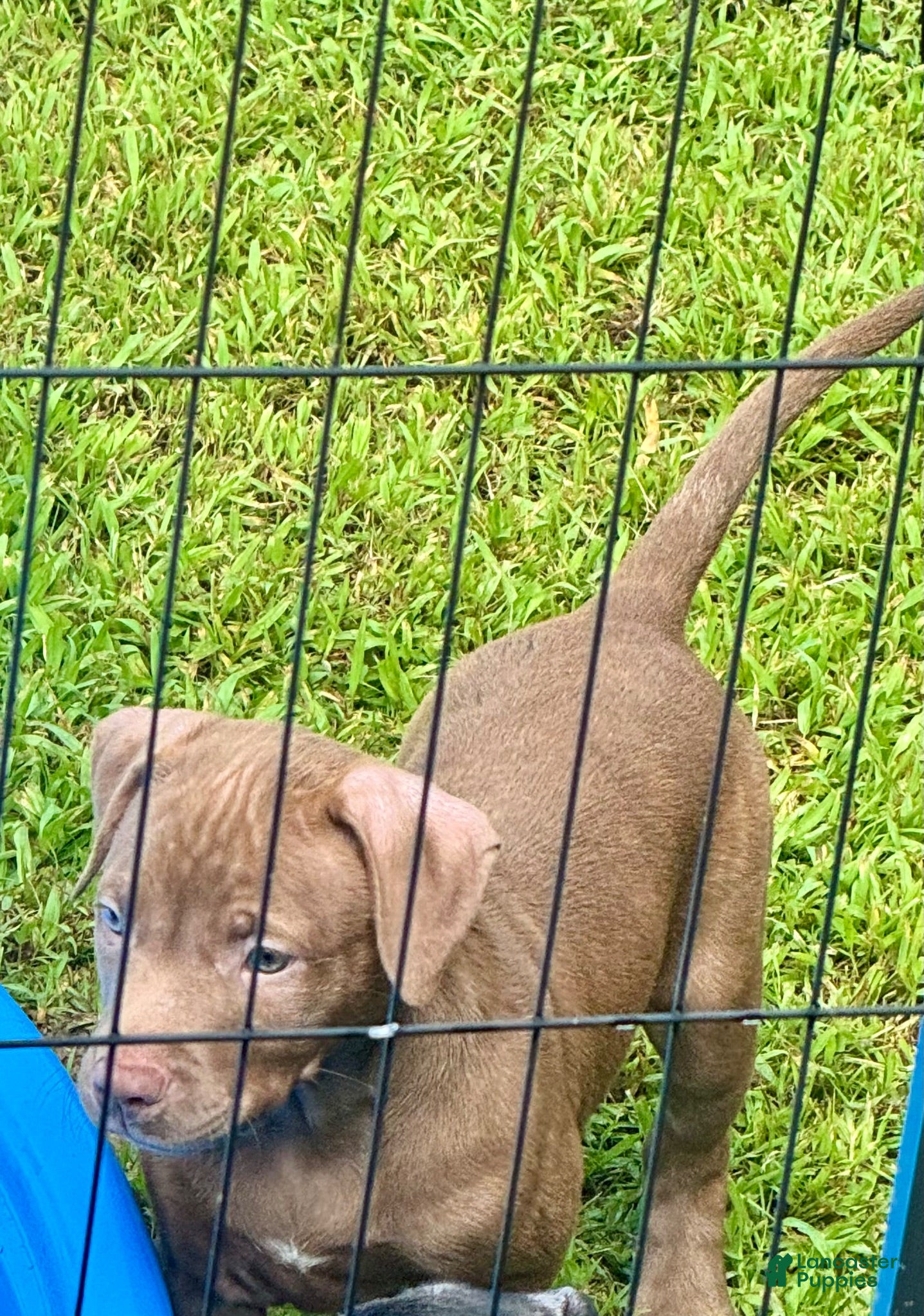 American Pit Bull Terrier dogs American Pit Bull Terrier 2 - Ad 39