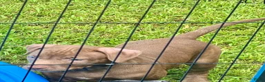 American Pit Bull Terrier 2