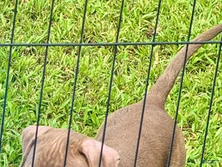 American Pit Bull Terrier dogs American Pit Bull Terrier 2 - Ad 24