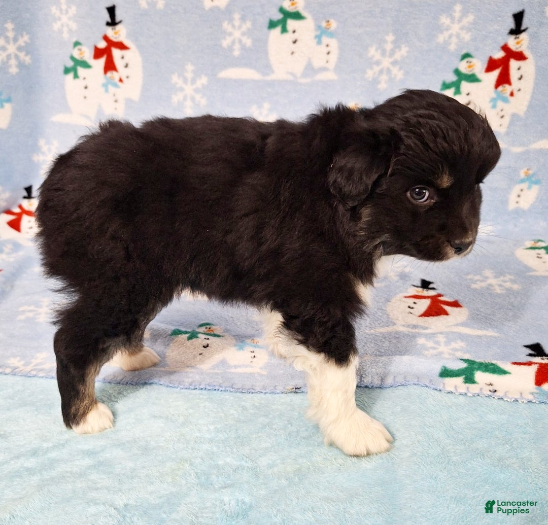 Miniature Australian Shepherd dogs for sale: Ebony - Ad 4