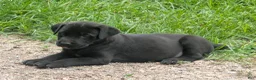 Labrador Retriever dogs for sale: Labrador Retriever 2 - Ad 4