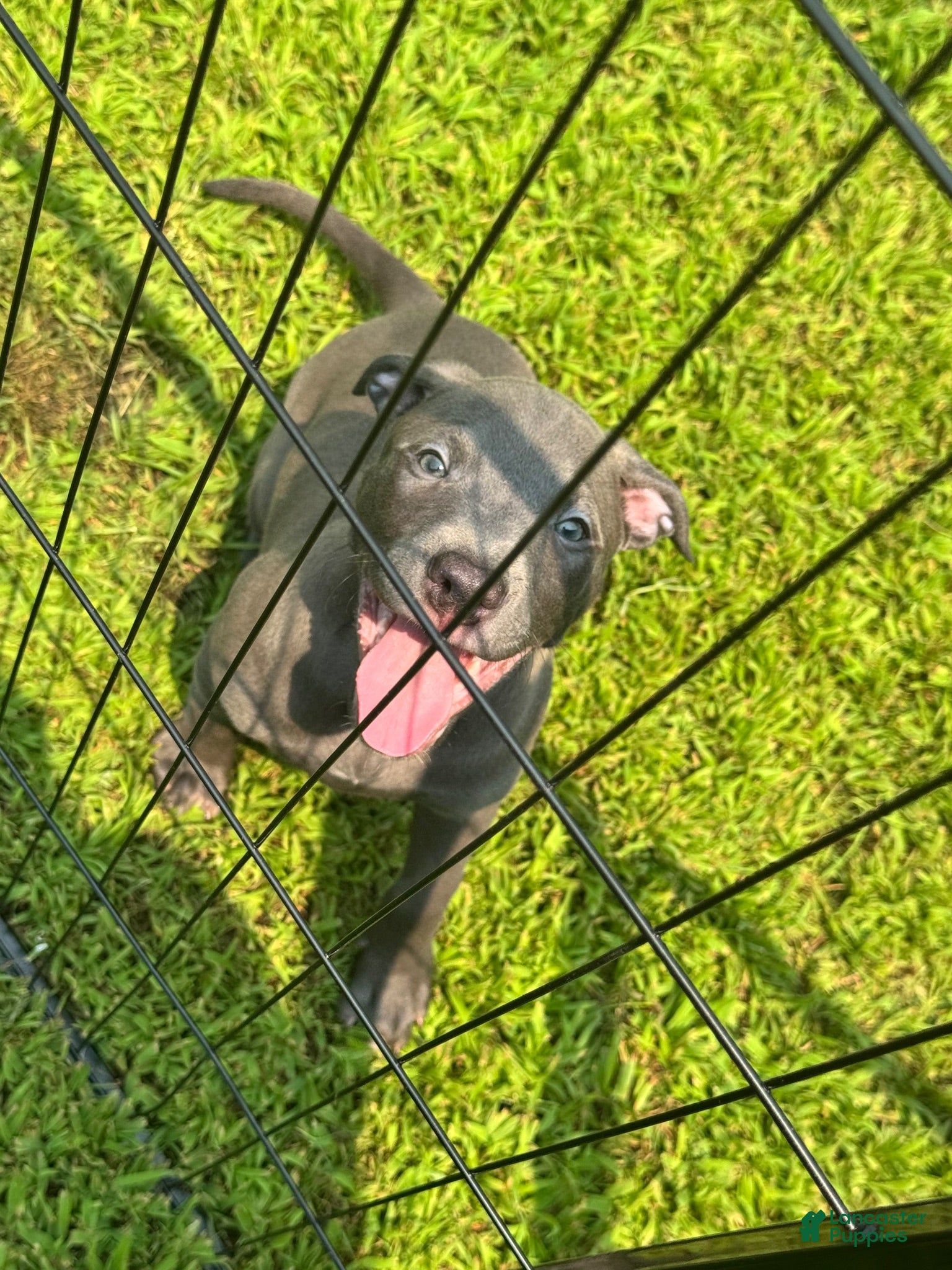 American Pit Bull Terrier dogs American Pit Bull Terrier 1 - Ad 38