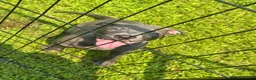 American Pit Bull Terrier dogs for sale: American Pit Bull Terrier 1 - Ad 1