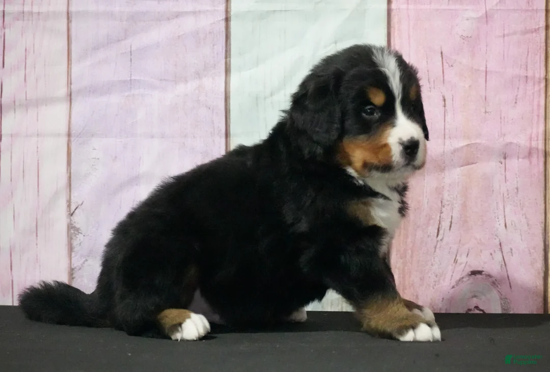 Bernese Mountain Dog dogs for sale: Bernese Mountain Dog Puppy 1 - Ad 2