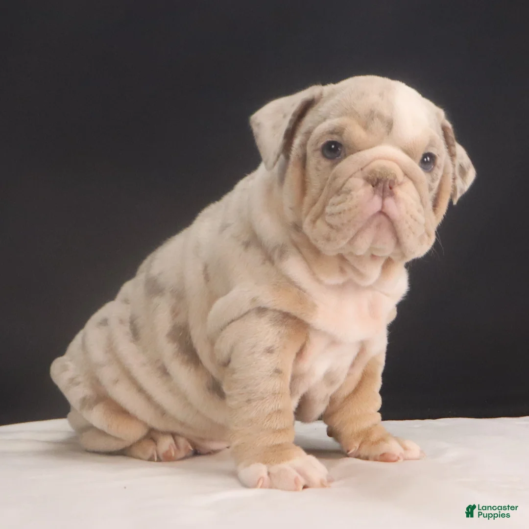 English Bulldog dogs for sale: Tanya - Ad 2