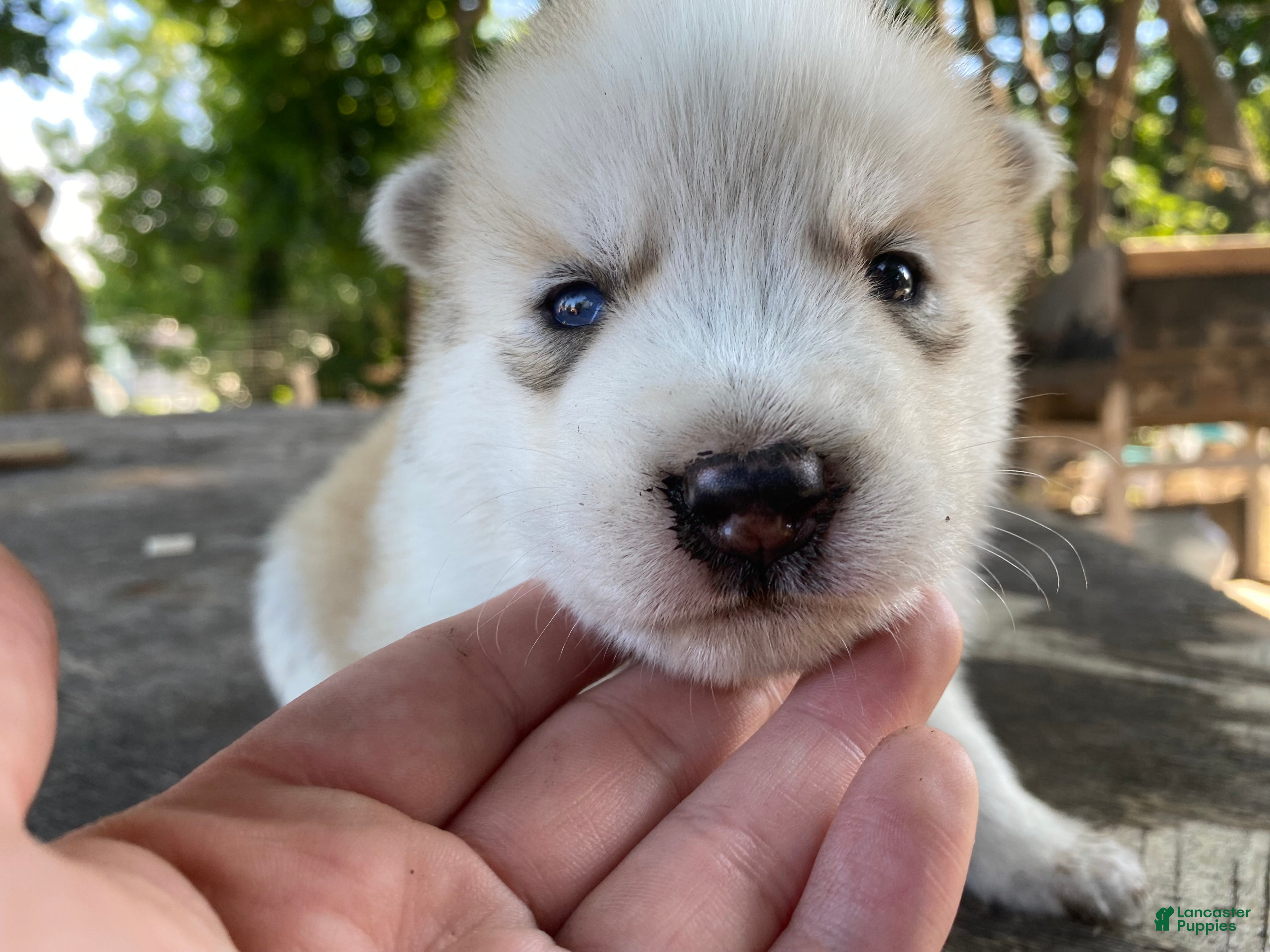 Mixed Breed dogs Gordo  - Ad 1