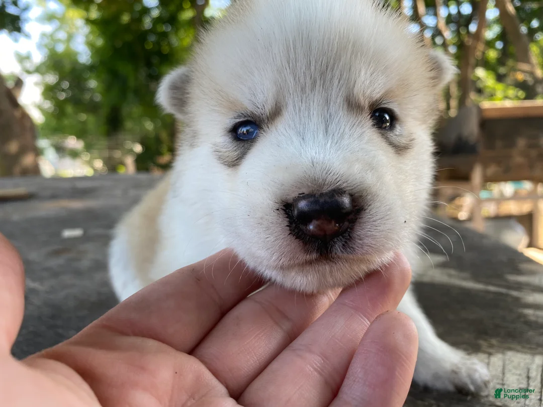 Mixed Breed dogs for sale: Gordo  - Ad 1