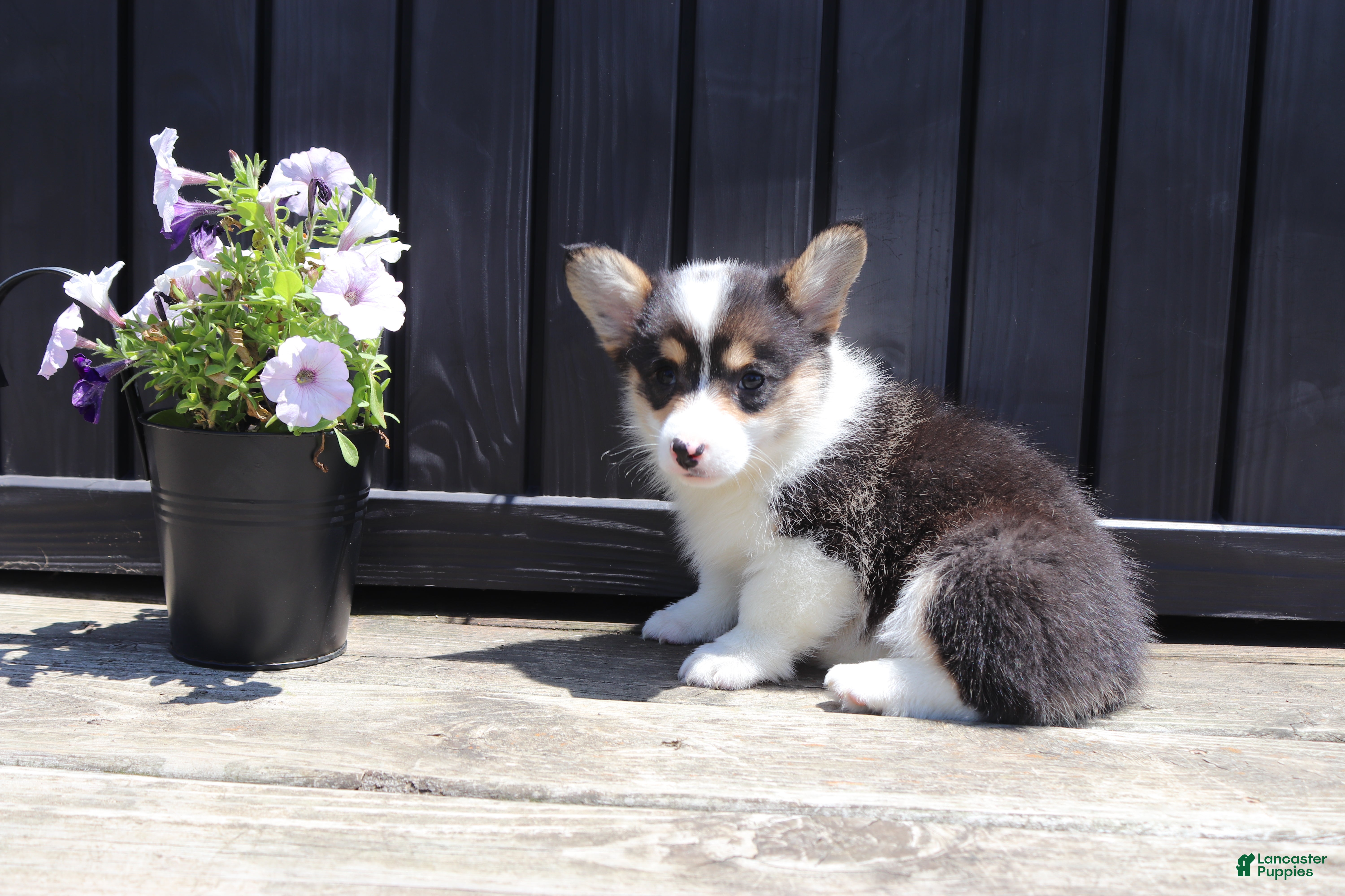 Welsh Corgi Pembroke dogs Iris - Ad 2