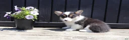 Welsh Corgi Pembroke dogs for sale: Iris - Ad 2