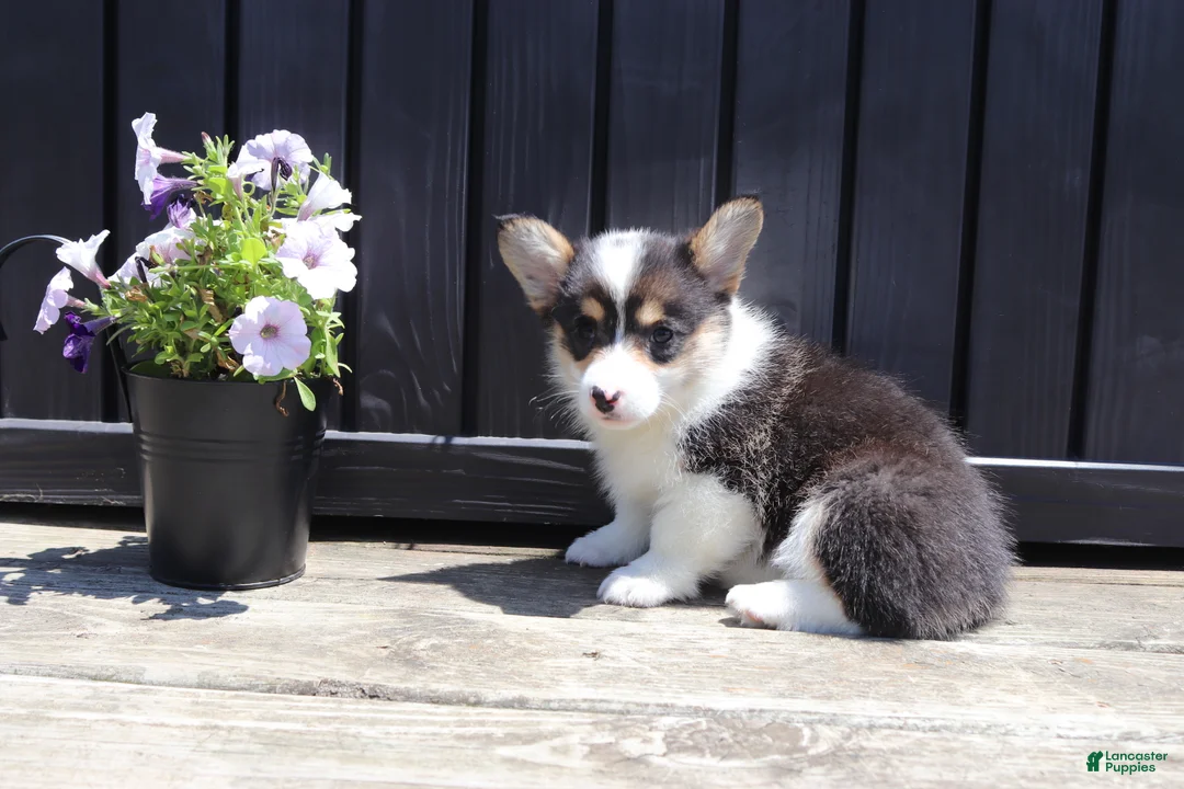 Welsh Corgi Pembroke dogs for sale: Iris - Ad 2