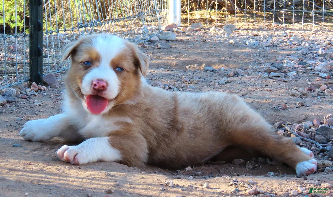 Australian Shepherd dogs for sale: Red merle male with blue eyes - Ad 1