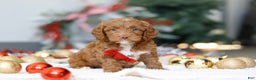 Cockapoo dogs for sale: Cameron - Ad 1