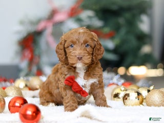 Cockapoo dogs Cameron - Ad 20