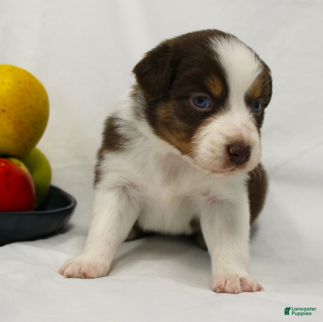 Australian Shepherd dogs for sale: Rose - Ad 1