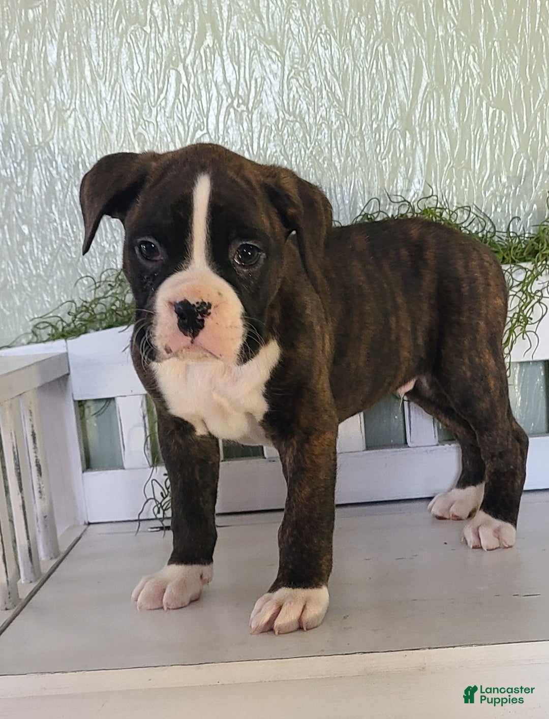 Boxer dogs for sale: Duke - Ad 5