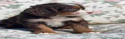 Mixed Breed dogs for sale: Honey - Ad 5