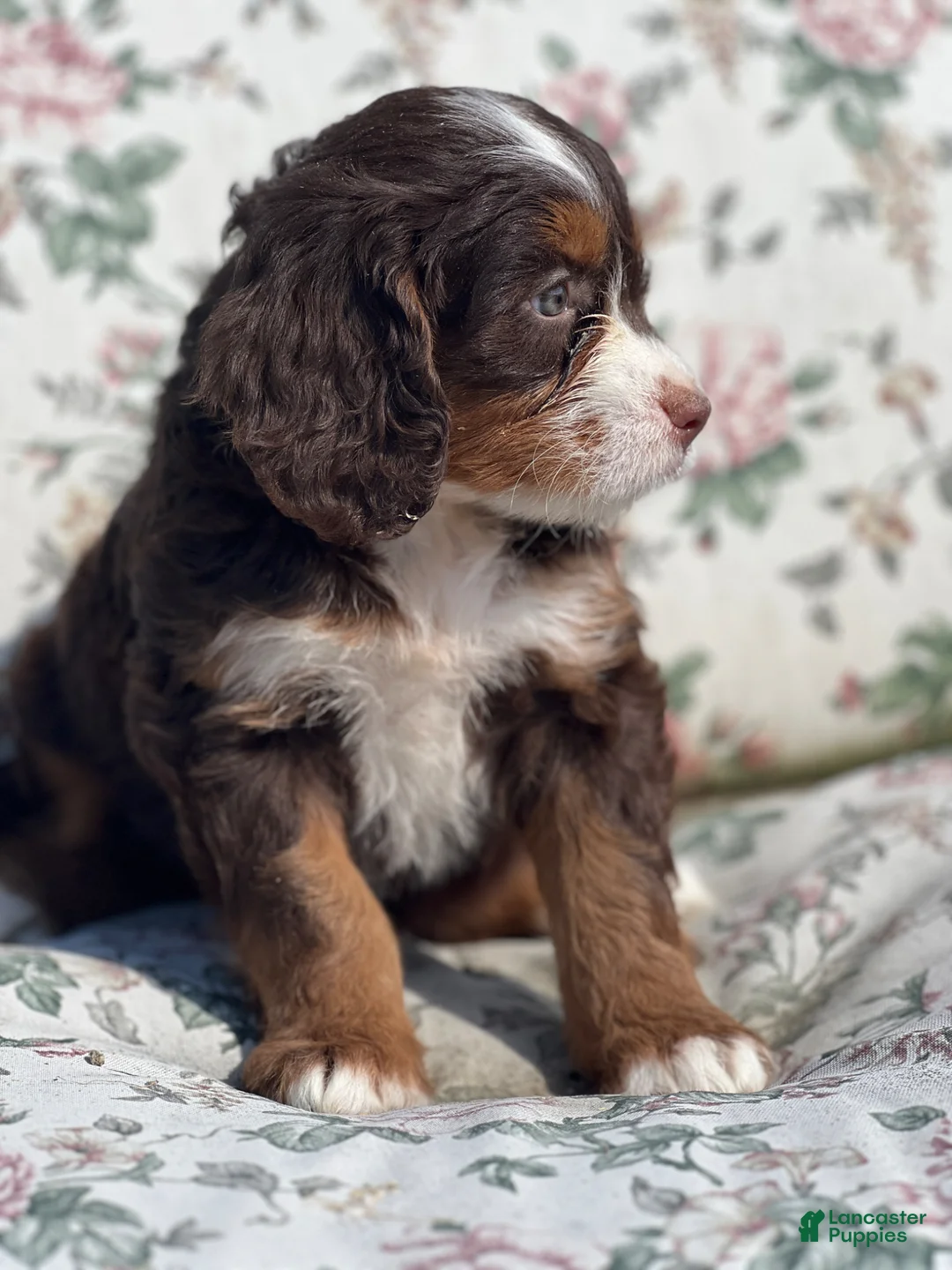 Mixed Breed dogs for sale: Honey - Ad 5