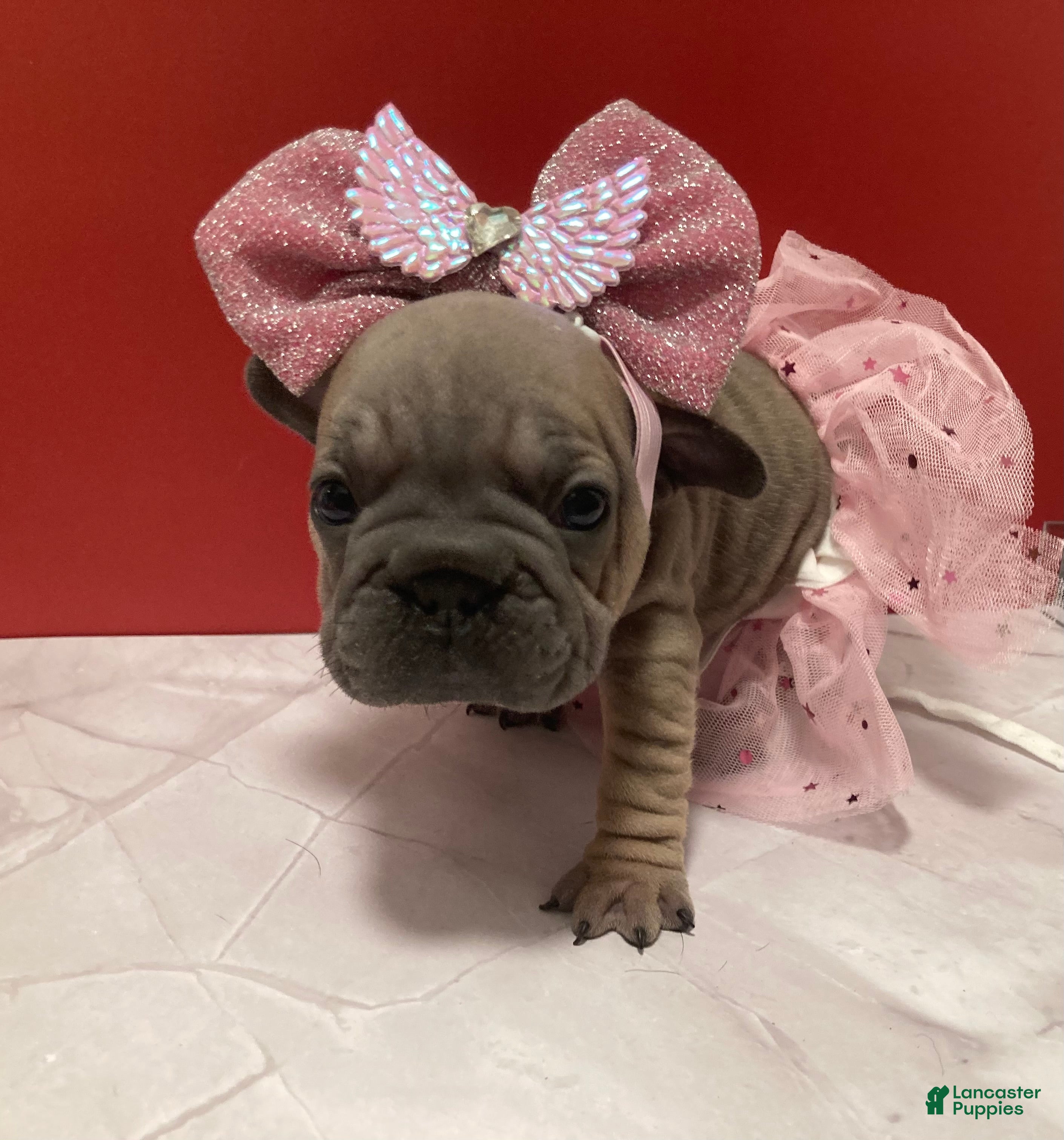 French Bulldog dogs Pebbles - Ad 5