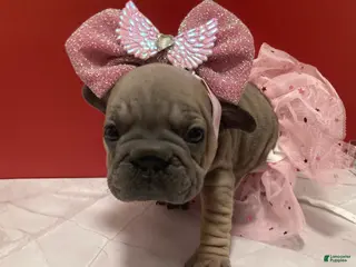 French Bulldog dogs Pebbles - Ad 7