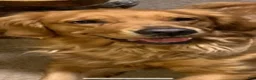 Golden Retriever dogs for sale: Max - Ad 4