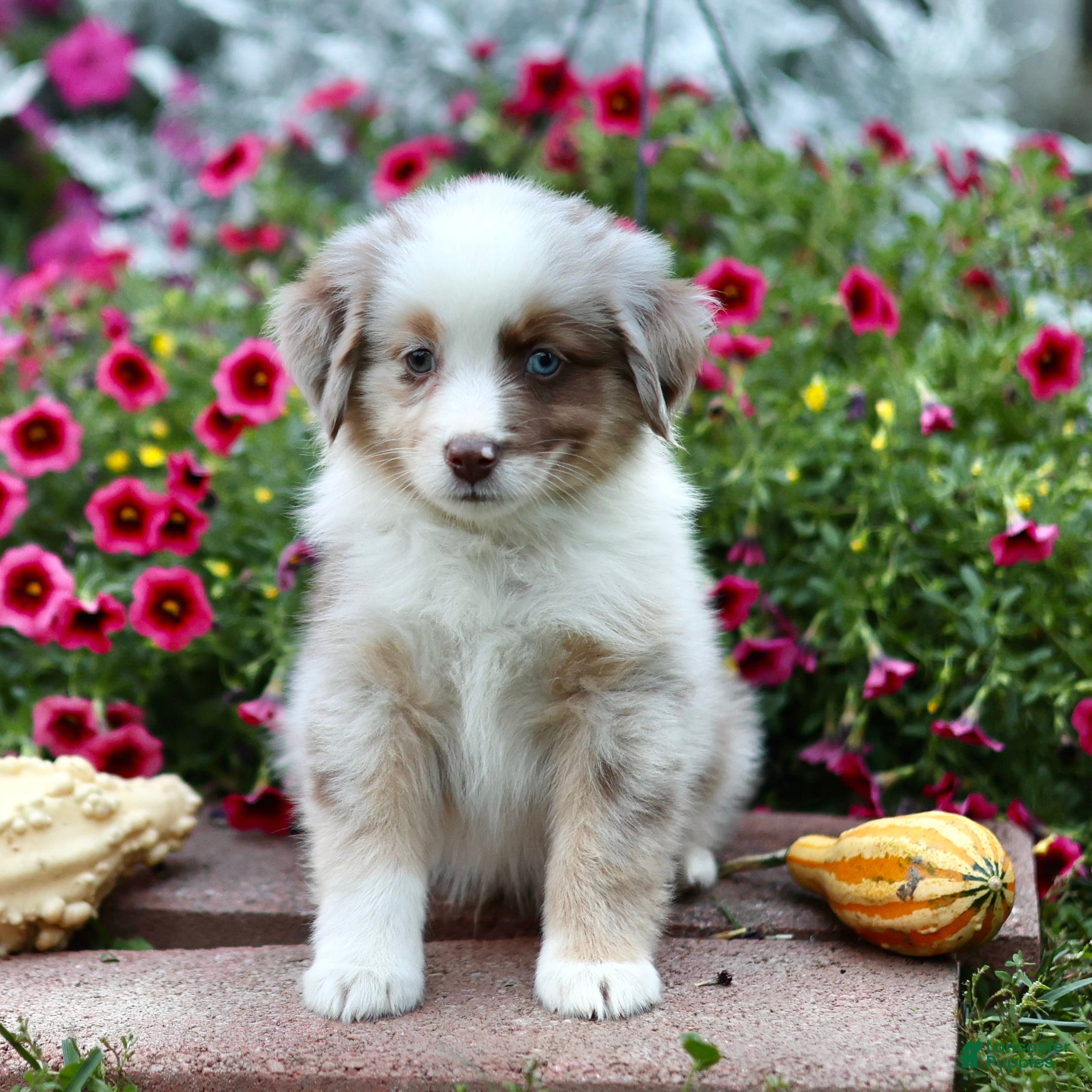 Miniature Australian Shepherd dogs Liberty - Ad 2