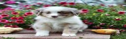 Miniature Australian Shepherd dogs for sale: Liberty - Ad 2