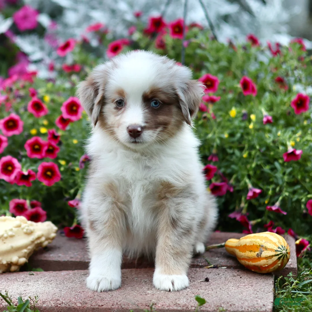 Miniature Australian Shepherd dogs for sale: Liberty - Ad 2