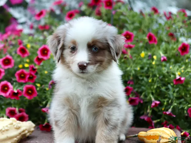 Miniature Australian Shepherd dogs for sale: Liberty - Ad 2