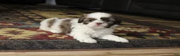 Shih Tzu dogs for sale: Spot - Ad 11