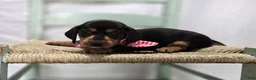 Miniature Dachshund dogs for sale: Alexia - Ad 6