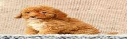 Havapoo dogs for sale: Haylee - Ad 7