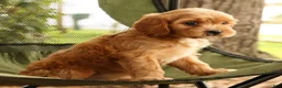 Cavapoo dogs for sale: Susie - Ad 8