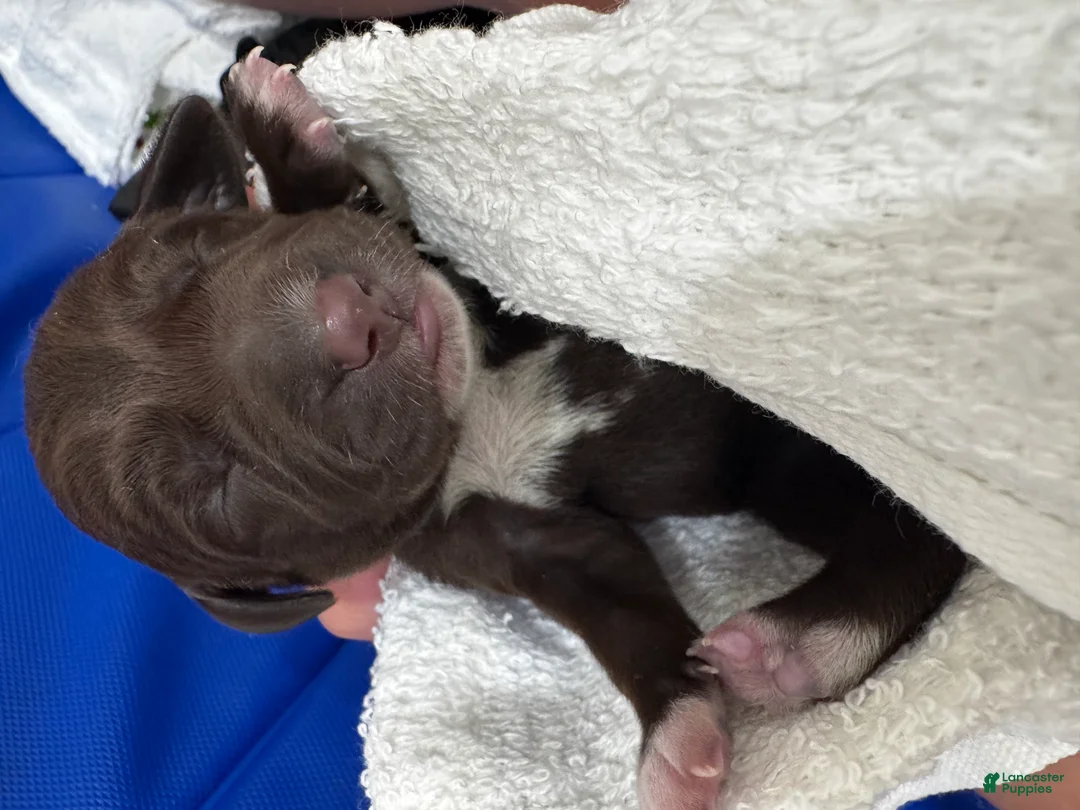 Mixed Breed dogs for sale: Blue - Ad 1