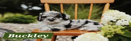 Mini Aussiedoodle dogs for sale: Buckley - Ad 1