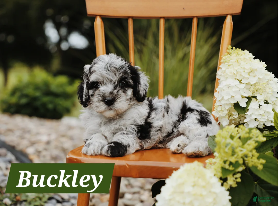 Mini Aussiedoodle dogs for sale: Buckley - Ad 1