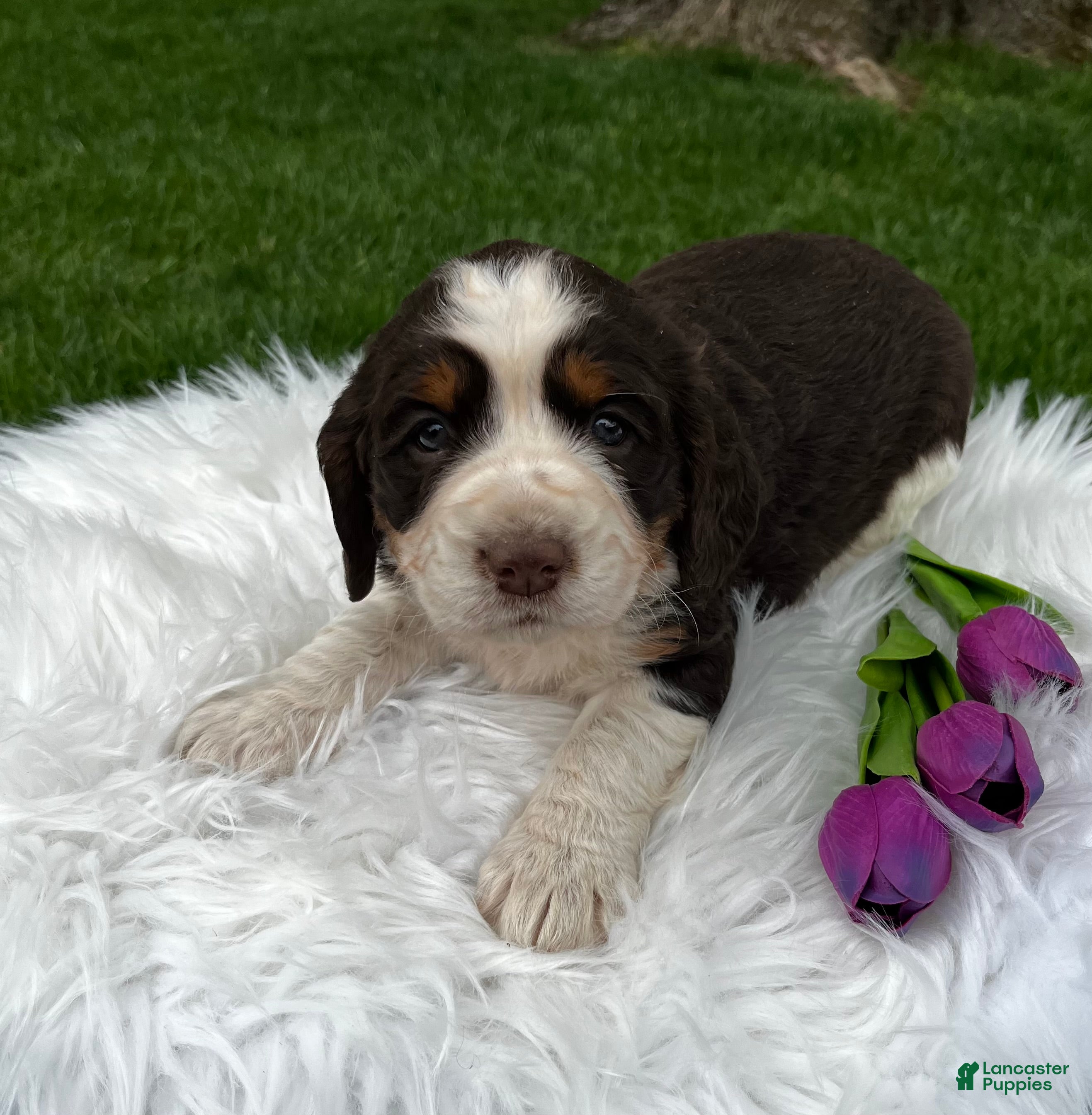 English Springer Spaniel dogs Precious - Ad 2