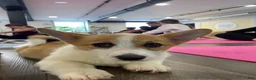Welsh Corgi Pembroke dogs for sale: 🐾❤️Clarissa Corgi - Ad 3